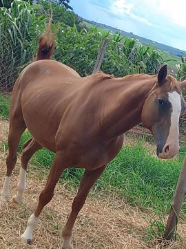 Quatro de milha 