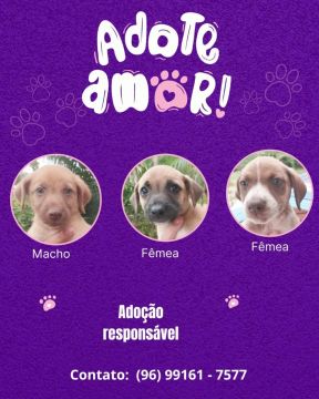 Filhotes para doação!