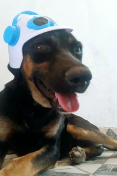 Cachorro mistura Srd com pitbull. Cão de guarda.