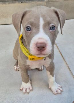 Último Filhote de Pitbull