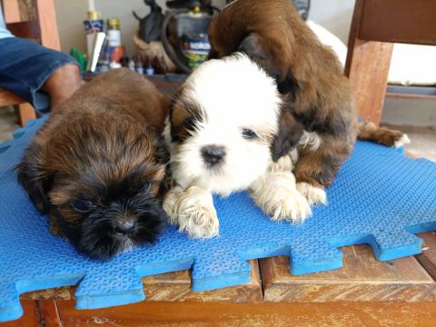 Vendo filhotes de Shih Tzu
