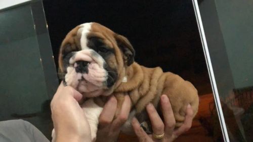  Bulldog inglês pirata/tigrado/fulvo/branco