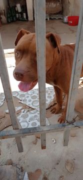 Doando cachorro Pitbull puro