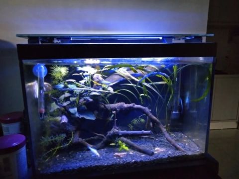 Aquário 24 l. Completo