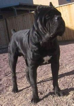 Cane corso italiano