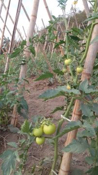 Fazendinha 6.000 pés Tomate...Aceita caminhão ,imóvel Urbano!!!!