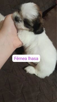 Fêmea Lhasa Apso