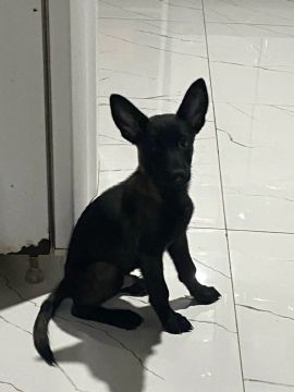 Pastor Belga Malinois 