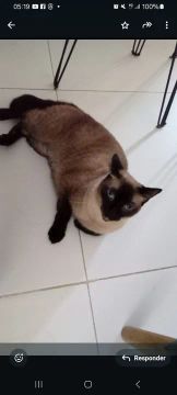 Gata Siamêsa disponível para adoção