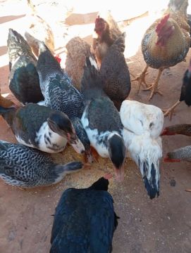 Vendo Patos grandes