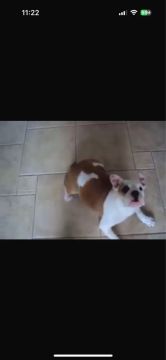 Filhote de Bulldog inglês 
