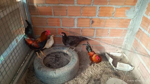 Galinhas poedeiras e galo para venda