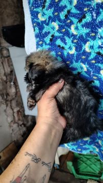Filhote de Shih Tzu macho Mine 350