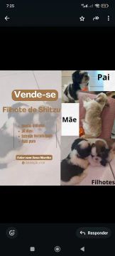 Filhotes de Shih Tzu - Pais puros
