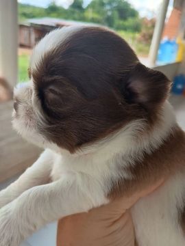 Filhote Shih Tzu