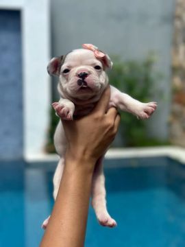 Bulldog Francês 