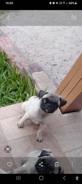 Pug macho 
