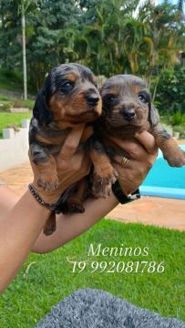 Dachshund 