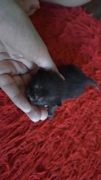 Gatinho preto fofinho para adoção