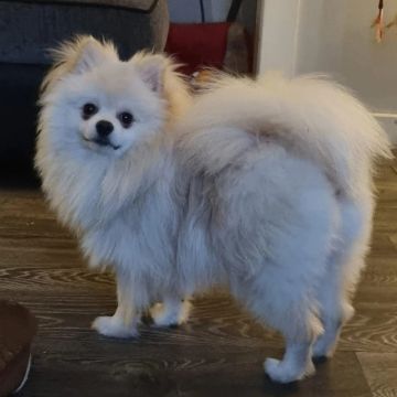 SPITZ 