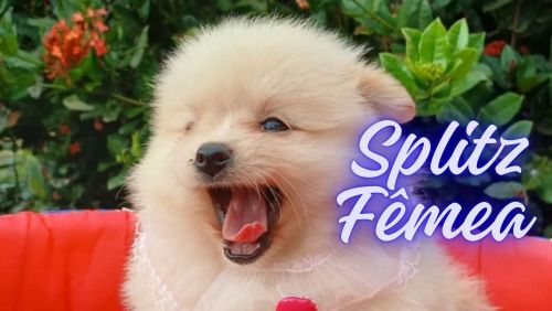 Fofa Filhote Spitz Alemã