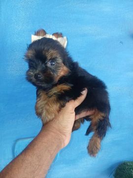 Yorkshire Terrier Macho 