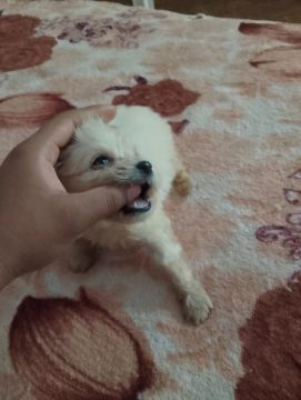 Filhote de poodle 300