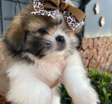 Shih Tzu Feminhas Maravilhosas - Aceito Cartão! 