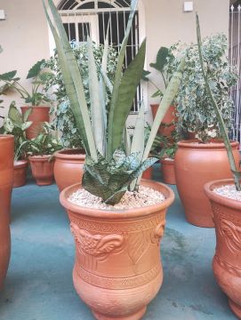 Arranjos de plantas naturais, terrários e fontes de água 
