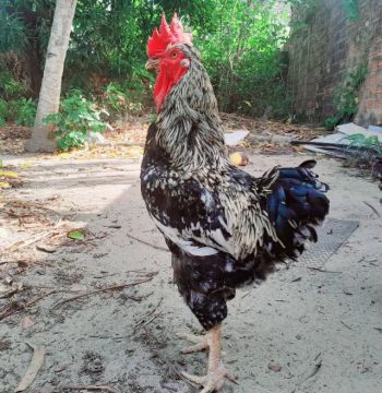 Frangos, galo e galinha Reprodutores da raça GSB tradicional 