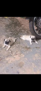 Pug