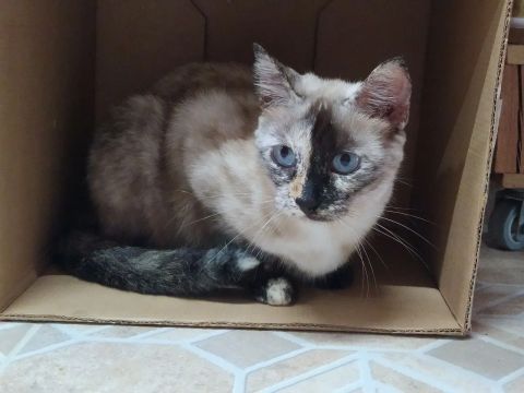 Gatinha castrada pra adoção 