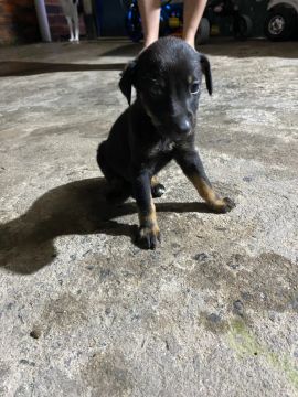 Pinscher Fêmea 