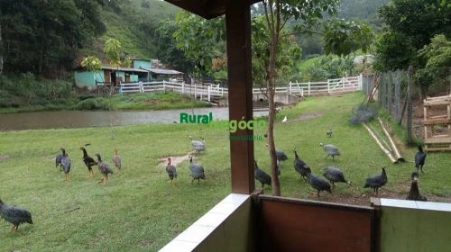 SÍTIO FORMADO COM LAGOS E PASTO EM NATIVIDADE DA SERRA -SP