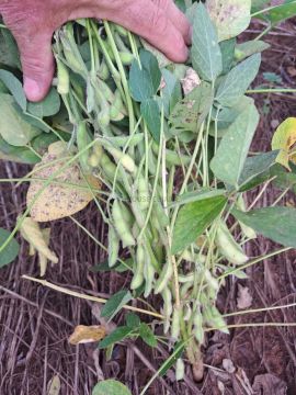 Àrea de 768 hectares na região da cidade de Itiquira no estado do Mato Grosso MT