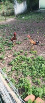 Frango caipira 