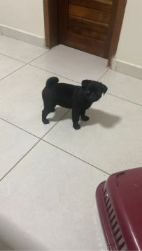 Pug macho pretinho 