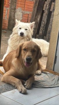 Golden Retriever 