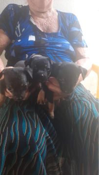 Filhotes Pinscher 