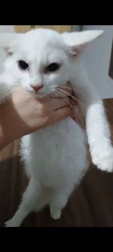 Gatinho Branco Fofo para Adoção