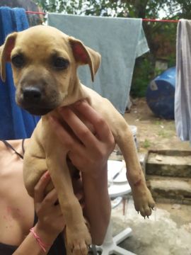 cachorro macho para adoção responsavel