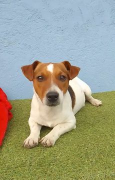 Jack Russel Terrier lindo macho jovem 