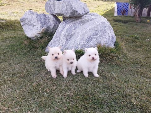  filhotes de Spitz Alemão