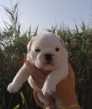Bulldog inglês filhotes de 45 a 60 dias, a pronta entrega