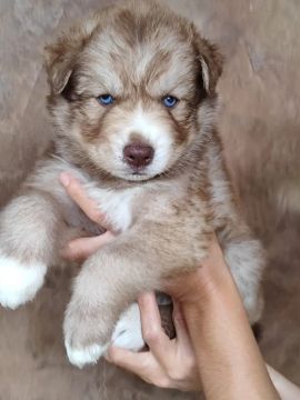 Filhote Husky Siberiano filhotes canil spartakus wolf enviamos para todo o brasil 