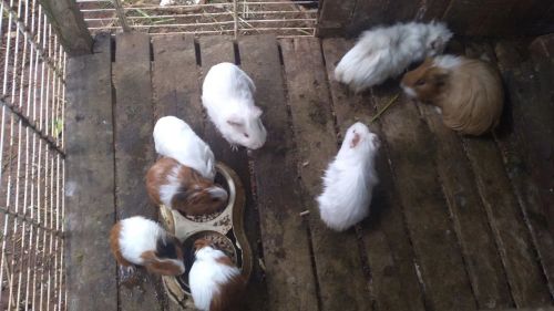 Vendo porquinho da Índia 25 cada 