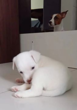 Filhotes Jack Russel