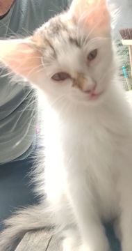 Gatinha para adoção 