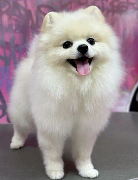 Spitz Alemão: Lulu da Pomerânia