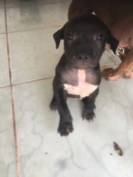 Filhote de Pitbull